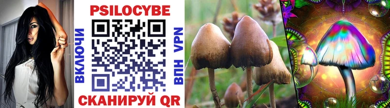 Купить где  Уяр  Галлюциногенные грибы Psilocybe 